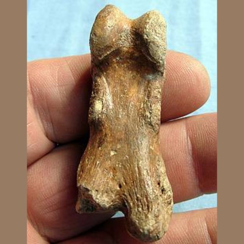 Smilodon Phalange Fossil | Fossils & Artifacts for Sale | Paleo Enterprises | Fossils & Artifacts for Sale