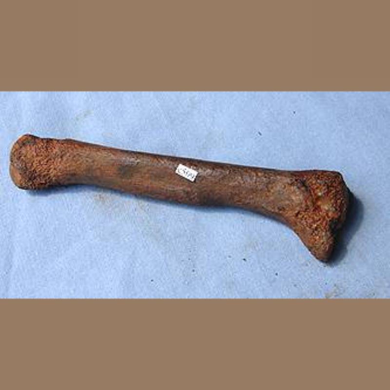 Smilodon Proximal Phalange Fossil | Fossils & Artifacts for Sale | Paleo Enterprises | Fossils & Artifacts for Sale