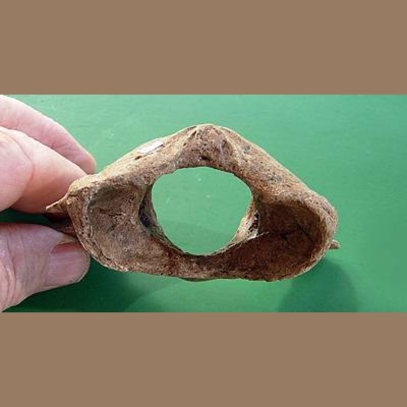 Smilodon Fatalis Atlas Fossil | Fossils & Artifacts for Sale | Paleo Enterprises | Fossils & Artifacts for Sale