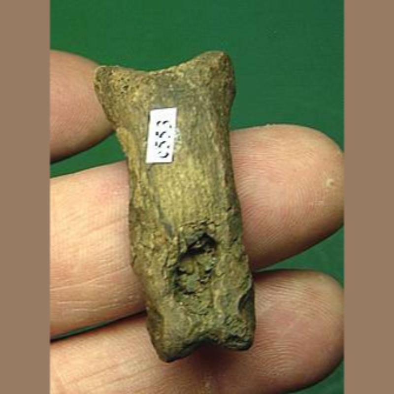 Smilodon Fatalis Phalange Fossil | Fossils & Artifacts for Sale | Paleo Enterprises | Fossils & Artifacts for Sale