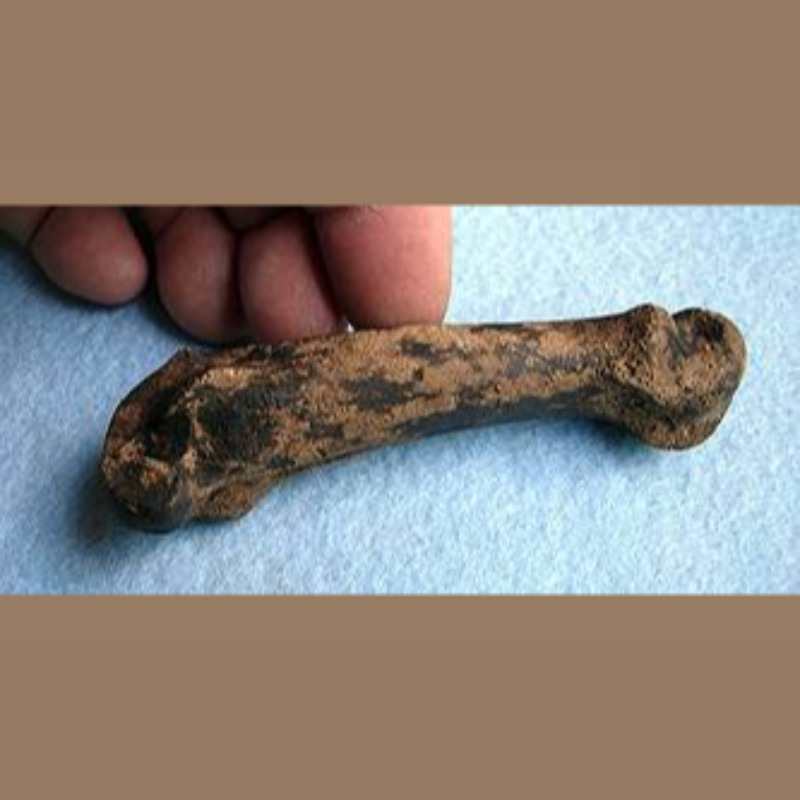 American Lion Phalange Fossil | Fossils & Artifacts for Sale | Paleo Enterprises | Fossils & Artifacts for Sale