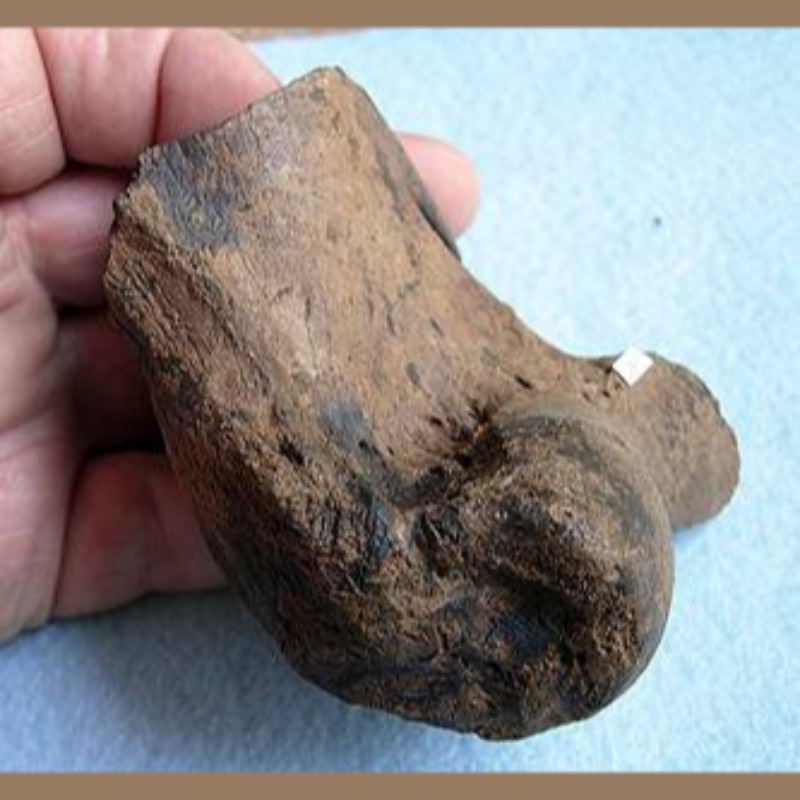 American Lion Humerus Distal End Fossil | Fossils & Artifacts for Sale | Paleo Enterprises | Fossils & Artifacts for Sale