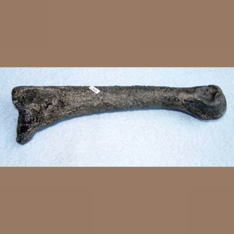 American Lion Phalange Fossil | Fossils & Artifacts for Sale | Paleo Enterprises | Fossils & Artifacts for Sale