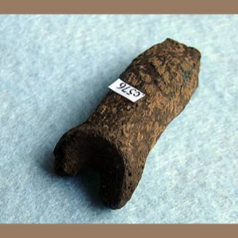 Smilodon Phalange Fossil | Fossils & Artifacts for Sale | Paleo Enterprises | Fossils & Artifacts for Sale