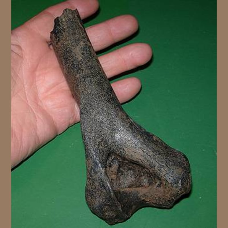 Smilodon Humerus Distal End Fossil | Fossils & Artifacts for Sale | Paleo Enterprises | Fossils & Artifacts for Sale