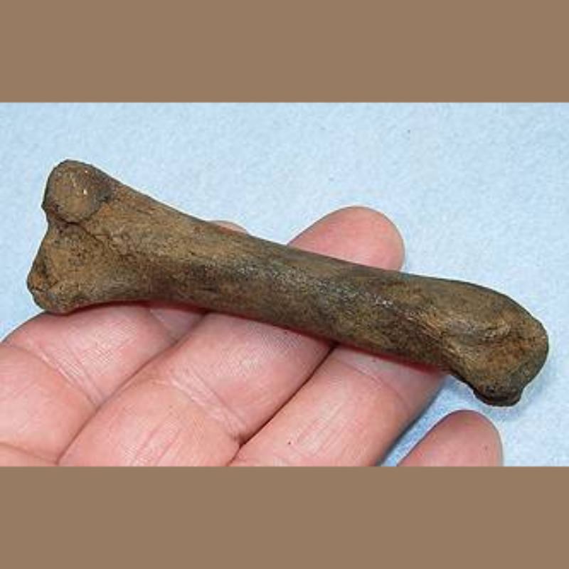 Smilodon Fatalis Phalange  Fossil | Fossils & Artifacts for Sale | Paleo Enterprises | Fossils & Artifacts for Sale