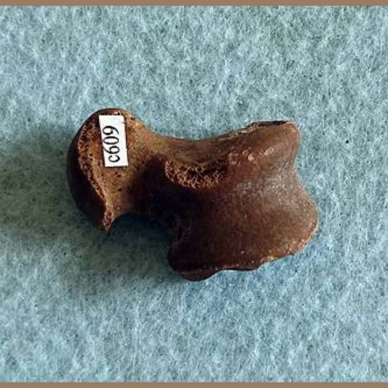Small Beardog Fossil | Fossils & Artifacts for Sale | Paleo Enterprises | Fossils & Artifacts for Sale