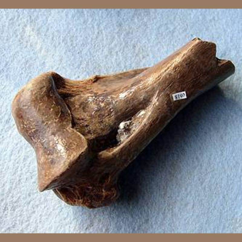 Smilodon Humerus Distal End Fossil | Fossils & Artifacts for Sale | Paleo Enterprises | Fossils & Artifacts for Sale