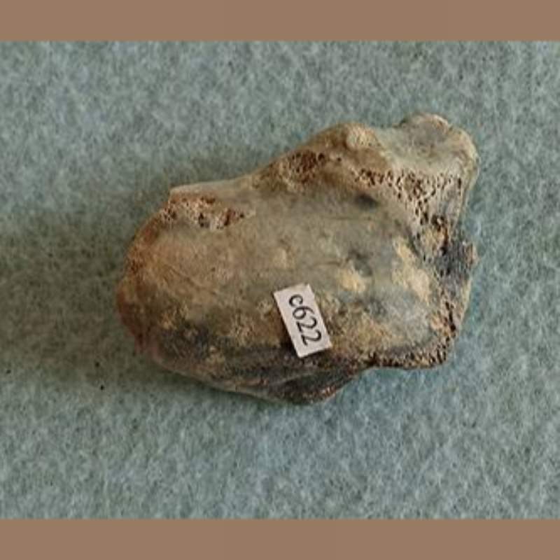 Smilodon Scafolunar Fossil | Fossils & Artifacts for Sale | Paleo Enterprises | Fossils & Artifacts for Sale
