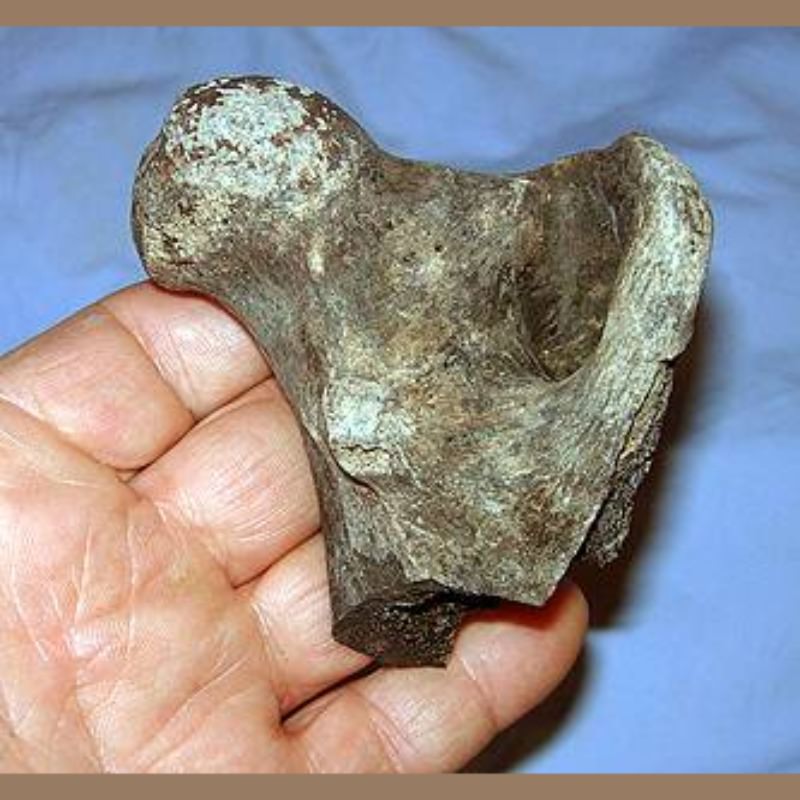 Sabercat Femur Partial Fossil | Fossils & Artifacts for Sale | Paleo Enterprises | Fossils & Artifacts for Sale