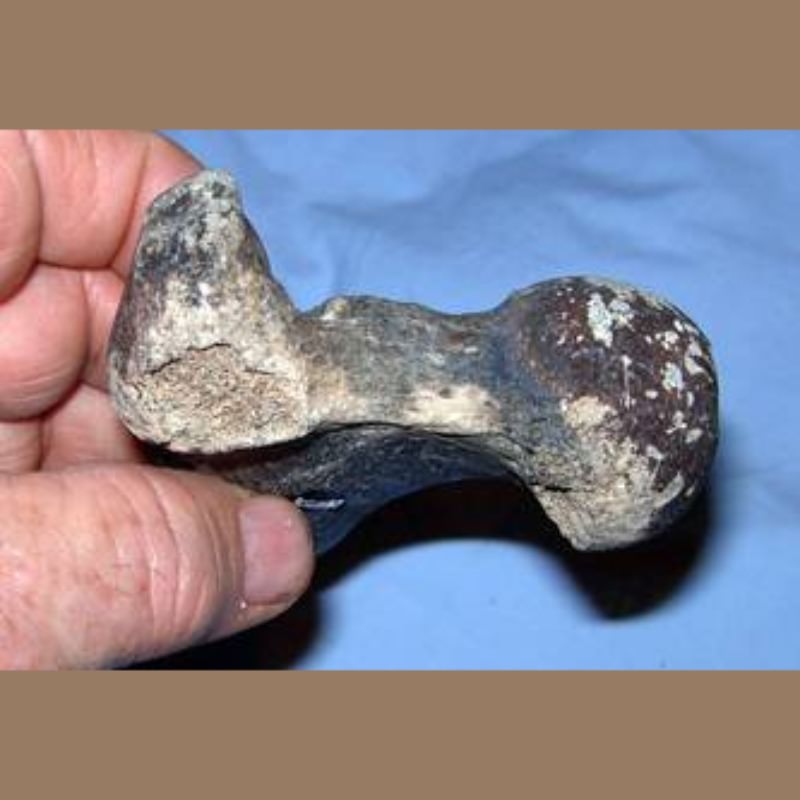 Sabercat Femur Partial Fossil | Fossils & Artifacts for Sale | Paleo Enterprises | Fossils & Artifacts for Sale