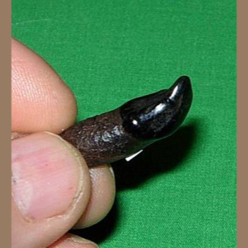 Jaguar Incisor Fossil | Fossils & Artifacts for Sale | Paleo Enterprises | Fossils & Artifacts for Sale