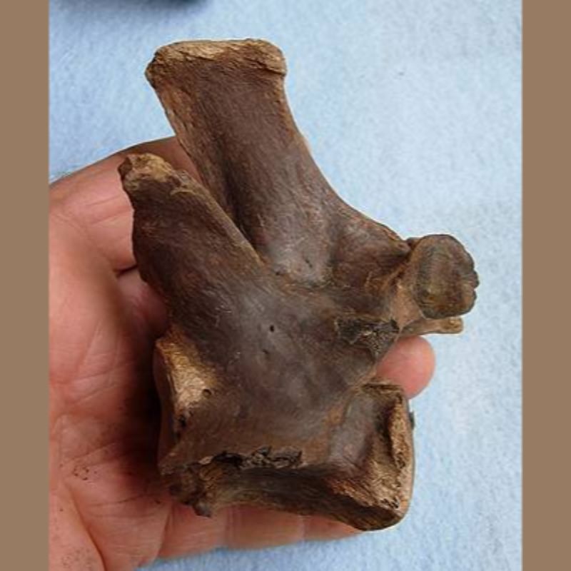 Lion Vertebra Fossil | Fossils & Artifacts for Sale | Paleo Enterprises | Fossils & Artifacts for Sale