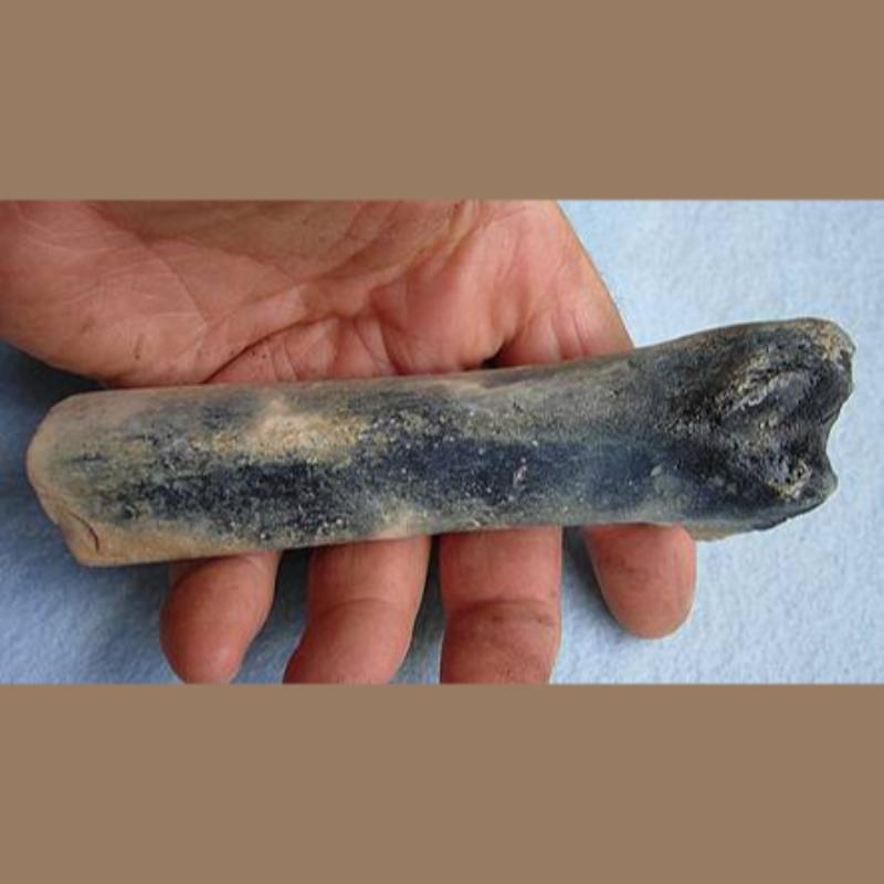 Smilodon Fatalis Tibia Fossil | Fossils & Artifacts for Sale | Paleo Enterprises | Fossils & Artifacts for Sale