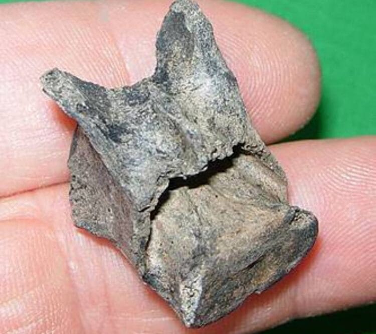 Cat Fossils Archives - Fossils & Artifacts for Sale | Paleo Enterprises