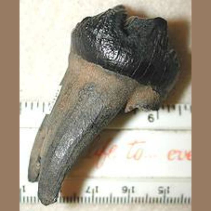 Baby Mastodon Molar Fossil | Fossils & Artifacts for Sale | Paleo Enterprises | Fossils & Artifacts for Sale