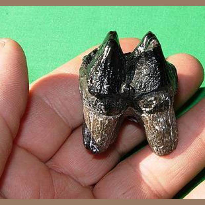 Mastodon Molar Fossil | Fossils & Artifacts for Sale | Paleo Enterprises | Fossils & Artifacts for Sale
