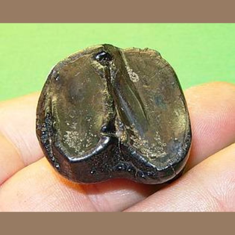Baby Mastodon Molar Fossil | Fossils & Artifacts for Sale | Paleo Enterprises | Fossils & Artifacts for Sale