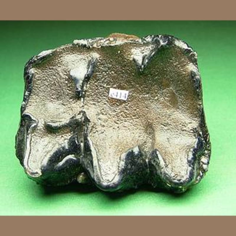 Mastodon Tooth Fossil | Fossils & Artifacts for Sale | Paleo Enterprises | Fossils & Artifacts for Sale