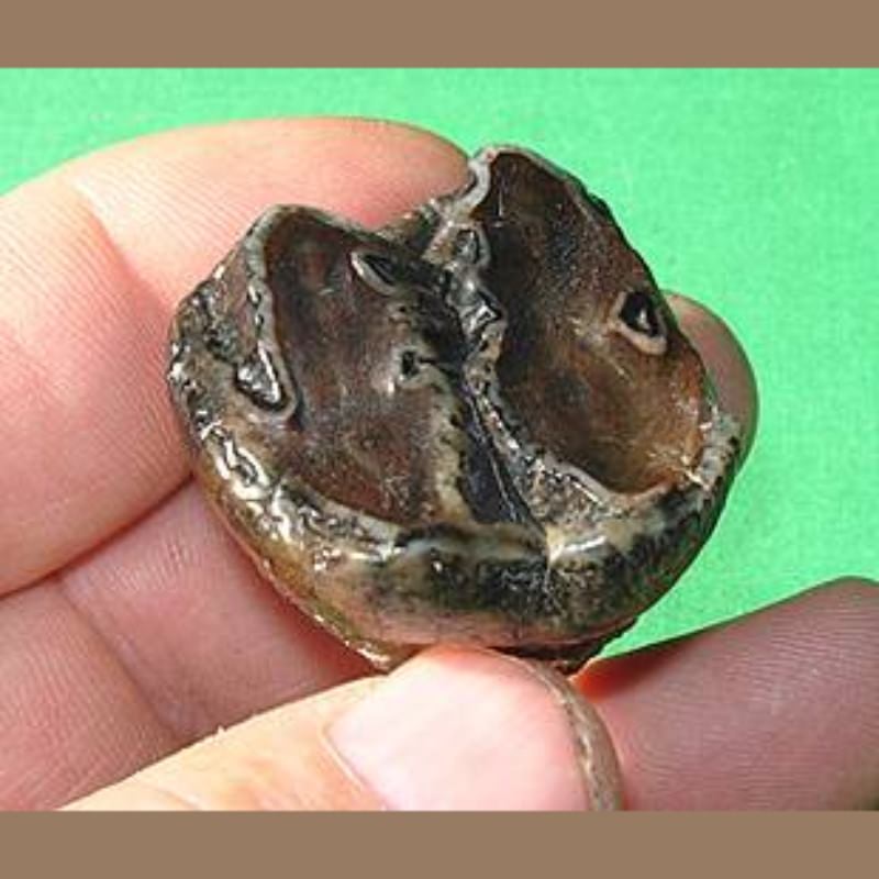 Baby Mastodon Tooth Fossil | Fossils & Artifacts for Sale | Paleo Enterprises | Fossils & Artifacts for Sale