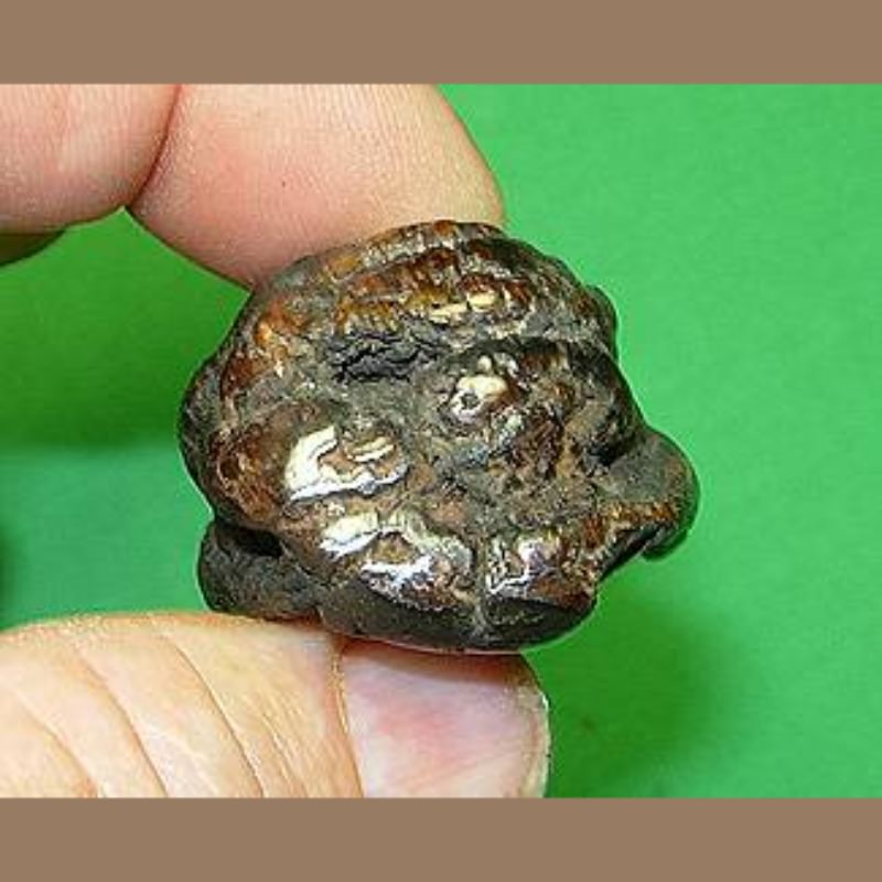 Baby Mammoth Molar Fossil | Fossils & Artifacts for Sale | Paleo Enterprises | Fossils & Artifacts for Sale