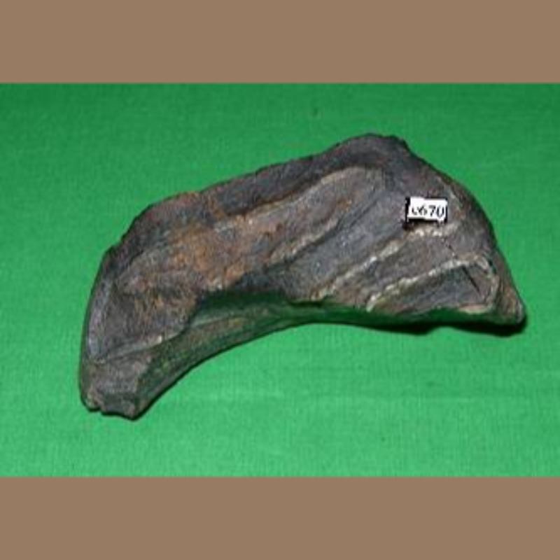 Mammoth Spit Tooth Fossil | Fossils & Artifacts for Sale | Paleo Enterprises | Fossils & Artifacts for Sale