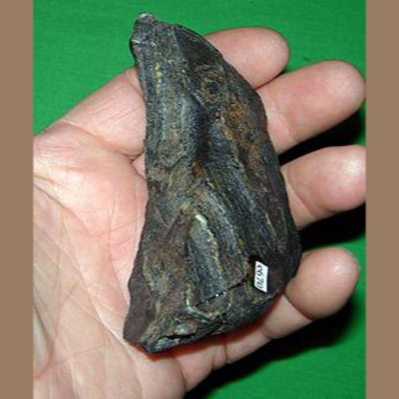 Mammoth Spit Tooth Fossil | Fossils & Artifacts for Sale | Paleo Enterprises | Fossils & Artifacts for Sale