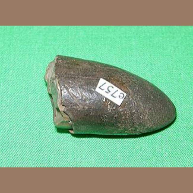 Baby Mastodon Lower Tusk Tip  Fossil | Fossils & Artifacts for Sale | Paleo Enterprises | Fossils & Artifacts for Sale
