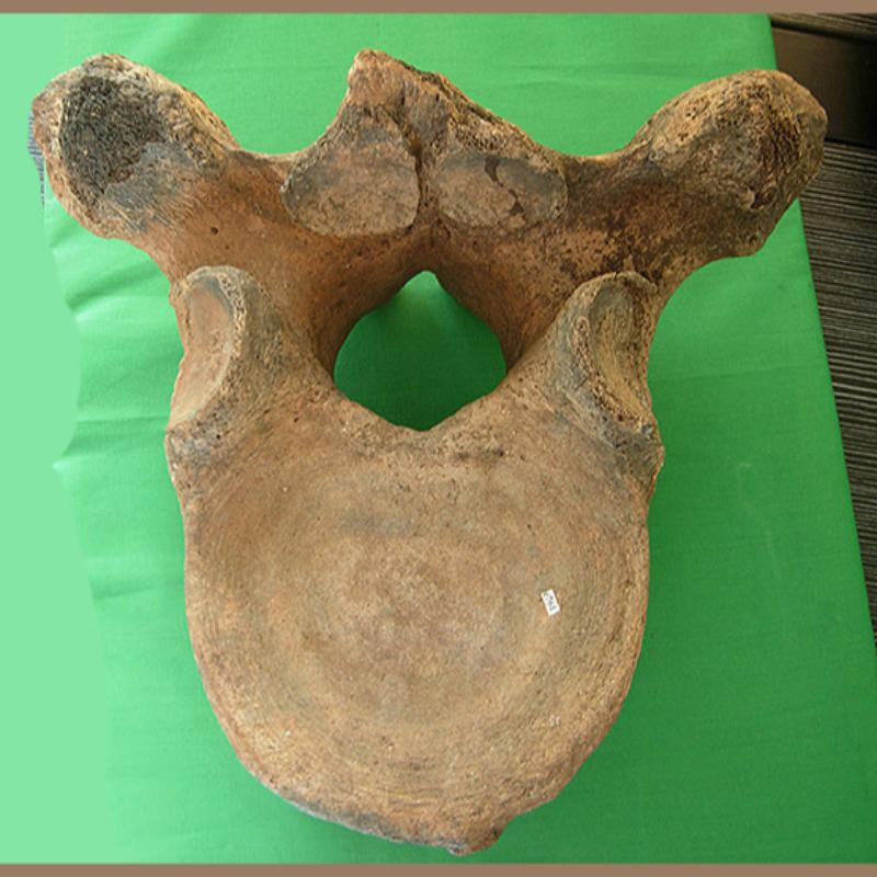 Mastodon Or Mammoth Vertebra Fossil | Fossils & Artifacts for Sale | Paleo Enterprises | Fossils & Artifacts for Sale