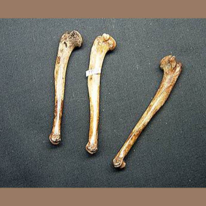 Cotton Tail Rabbit Humerus  Fossil | Fossils & Artifacts for Sale | Paleo Enterprises | Fossils & Artifacts for Sale