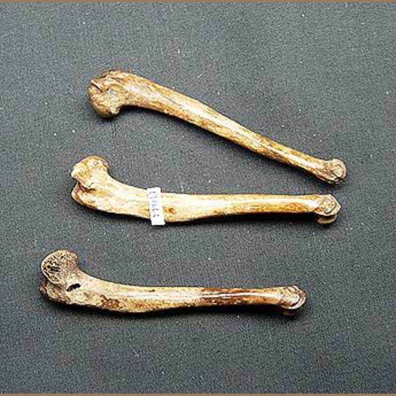 Cotton Tail Rabbit Humerus  Fossil | Fossils & Artifacts for Sale | Paleo Enterprises | Fossils & Artifacts for Sale