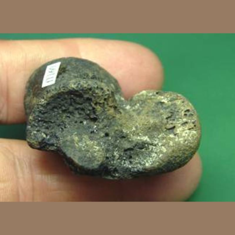 Giant Beaver Astragalus Fossil | Fossils & Artifacts for Sale | Paleo Enterprises | Fossils & Artifacts for Sale