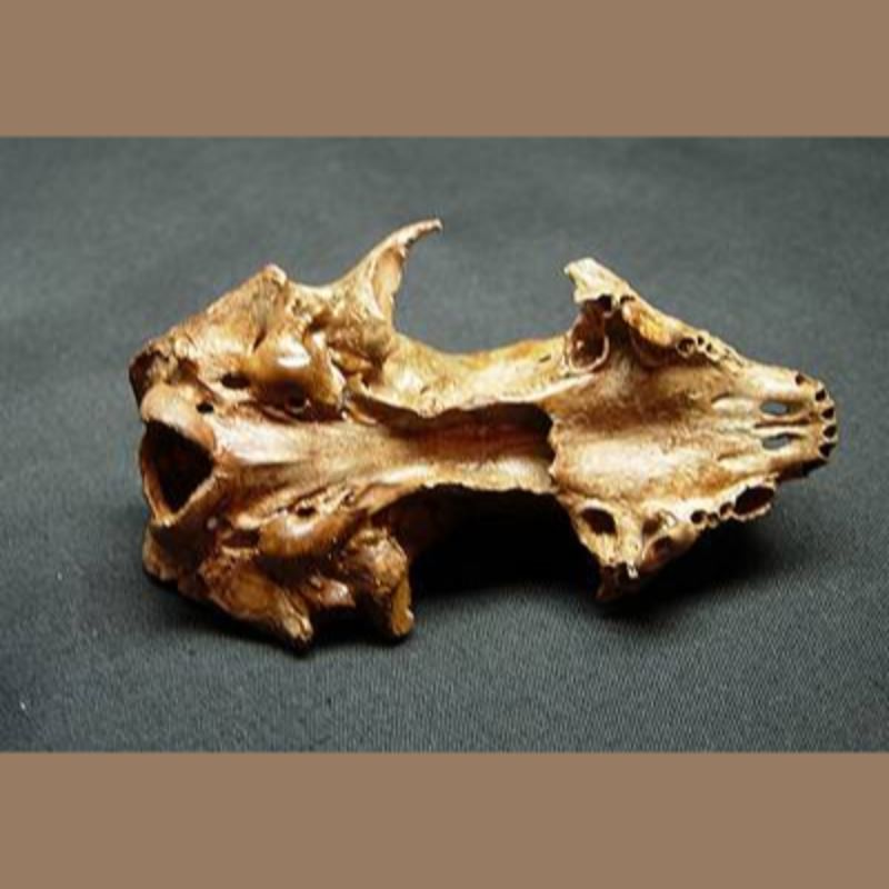 Skunk Skull  Fossil | Fossils & Artifacts for Sale | Paleo Enterprises | Fossils & Artifacts for Sale