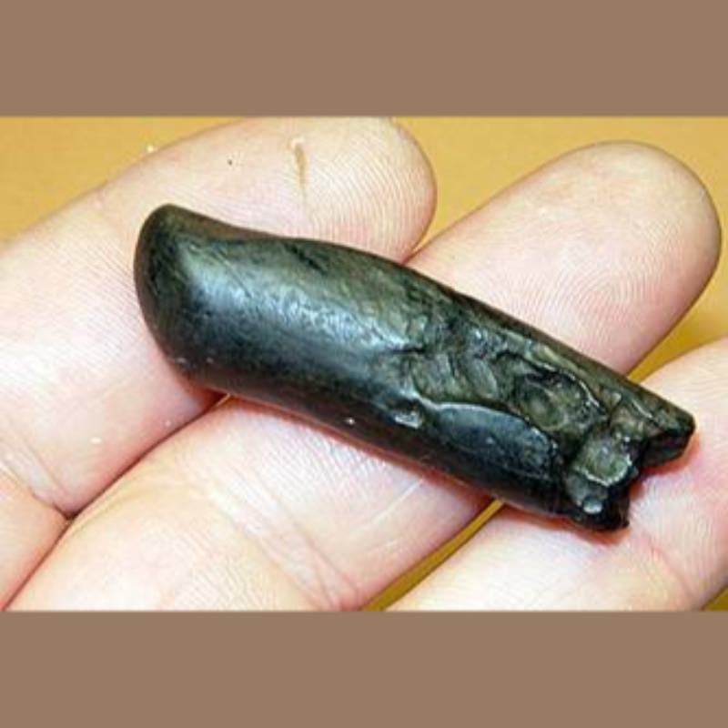 Dugong Upper Tusk Fossil | Fossils & Artifacts for Sale | Paleo Enterprises | Fossils & Artifacts for Sale