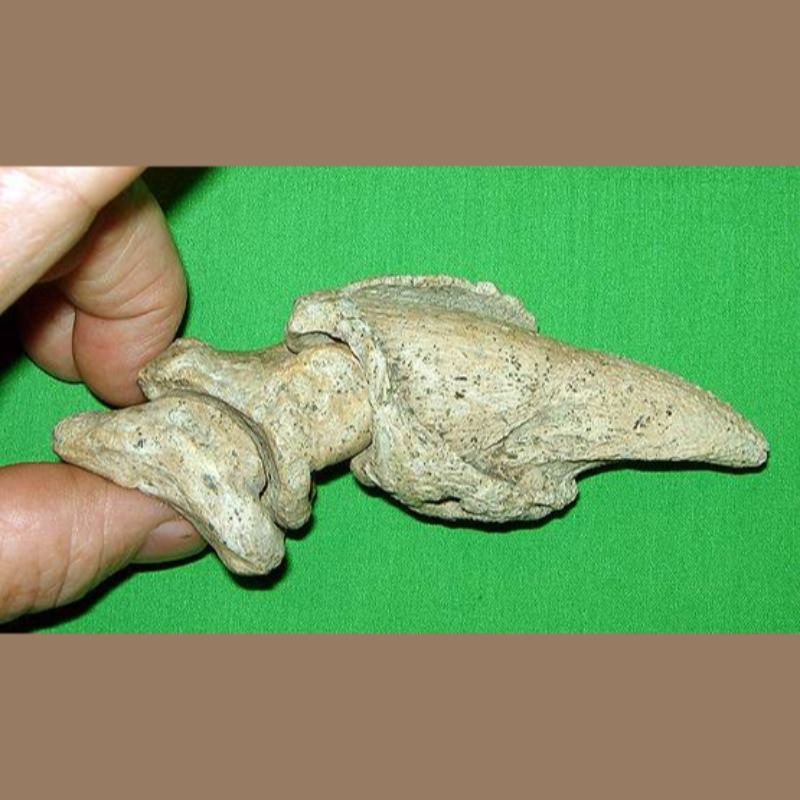 Sloth Claw With Knuckles Fossil | Fossils & Artifacts for Sale | Paleo Enterprises | Fossils & Artifacts for Sale