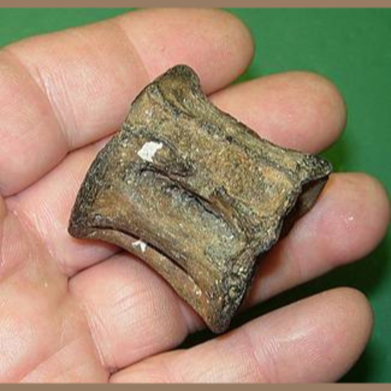 Fish Vertebra Fossil | Fossils & Artifacts for Sale | Paleo Enterprises | Fossils & Artifacts for Sale