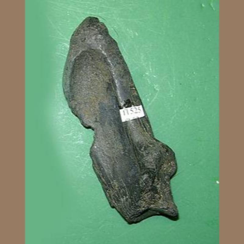 Giant Armadillo Calcaneum Fossil | Fossils & Artifacts for Sale | Paleo Enterprises | Fossils & Artifacts for Sale