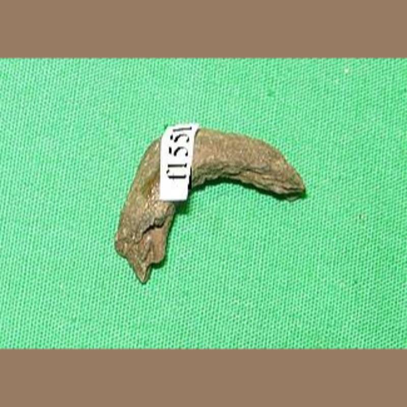 Musk Turtle Lower Mandibles Fossil | Fossils & Artifacts for Sale | Paleo Enterprises | Fossils & Artifacts for Sale