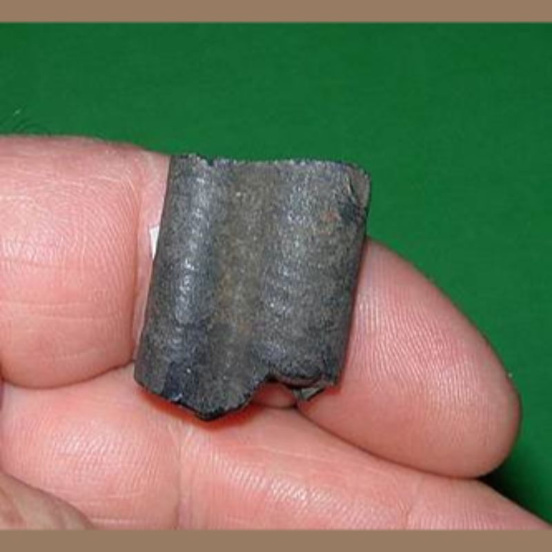 Giant Armadillo Tooth Fossil | Fossils & Artifacts for Sale | Paleo Enterprises | Fossils & Artifacts for Sale