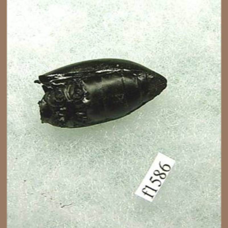 La Brea Water Beetle | Fossils & Artifacts for Sale | Paleo Enterprises | Fossils & Artifacts for Sale