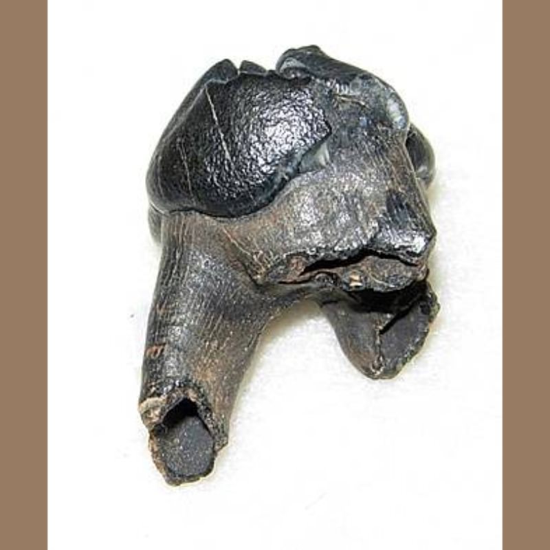 Manatee Tooth Fossil | Fossils & Artifacts for Sale | Paleo Enterprises | Fossils & Artifacts for Sale