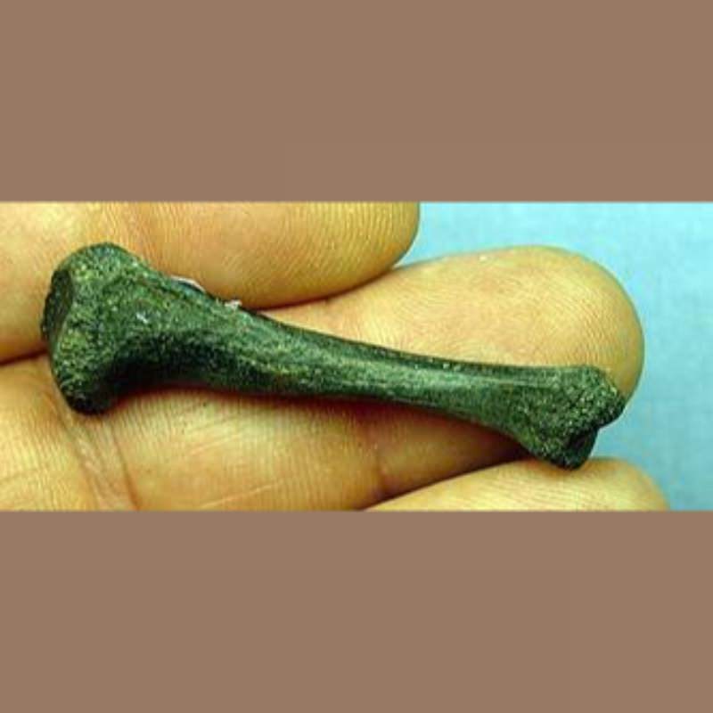 Pond Turtle Tibia Fossil | Fossils & Artifacts for Sale | Paleo Enterprises | Fossils & Artifacts for Sale