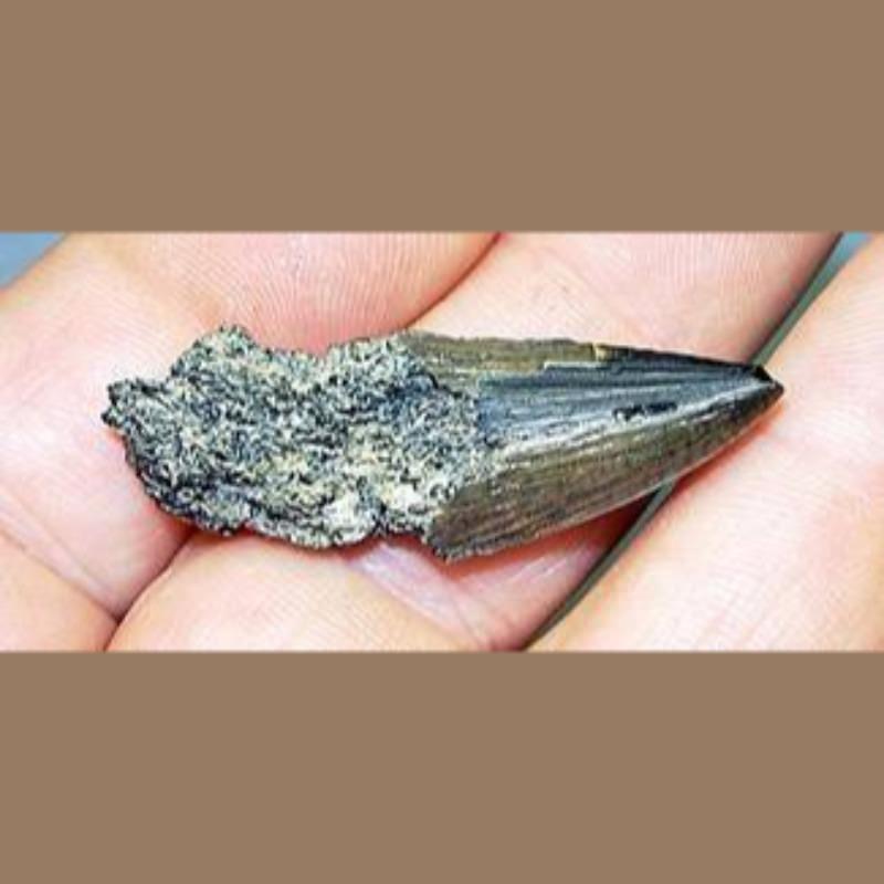 Odontocete Whale Fossil | Fossils & Artifacts for Sale | Paleo Enterprises | Fossils & Artifacts for Sale