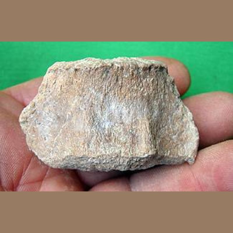 Rhino Caudal Vertebra Fossil | Fossils & Artifacts for Sale | Paleo Enterprises | Fossils & Artifacts for Sale