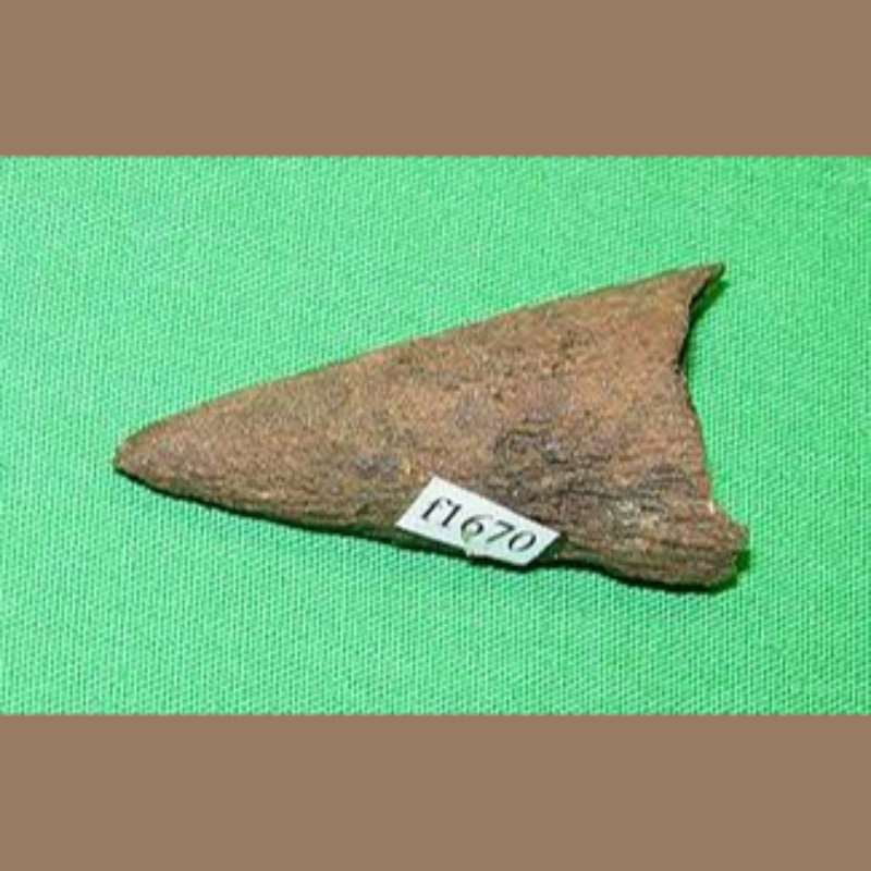 Marlin Lower Bill Fossil | Fossils & Artifacts for Sale | Paleo Enterprises | Fossils & Artifacts for Sale