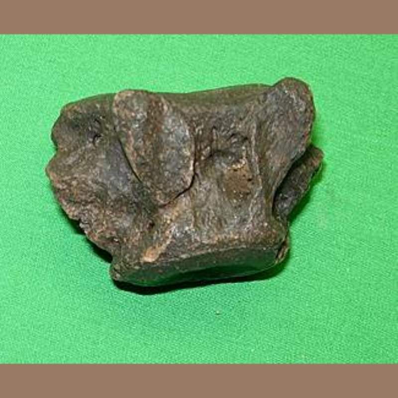 Sloth Caudal Vertebra  Fossil | Fossils & Artifacts for Sale | Paleo Enterprises | Fossils & Artifacts for Sale