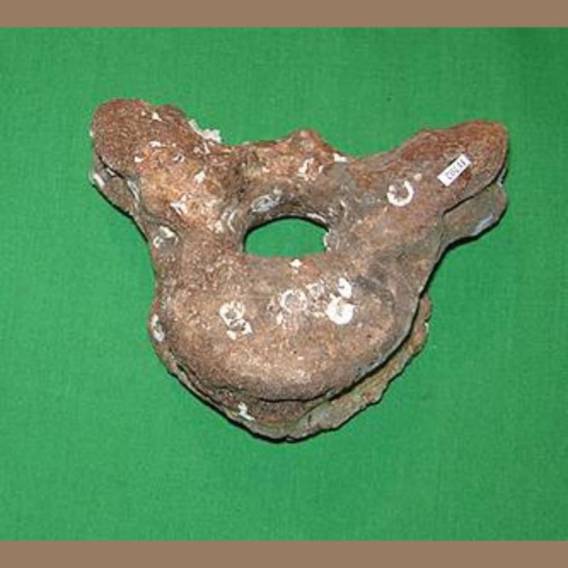 Dugong Vertebra Fossil | Fossils & Artifacts for Sale | Paleo Enterprises | Fossils & Artifacts for Sale