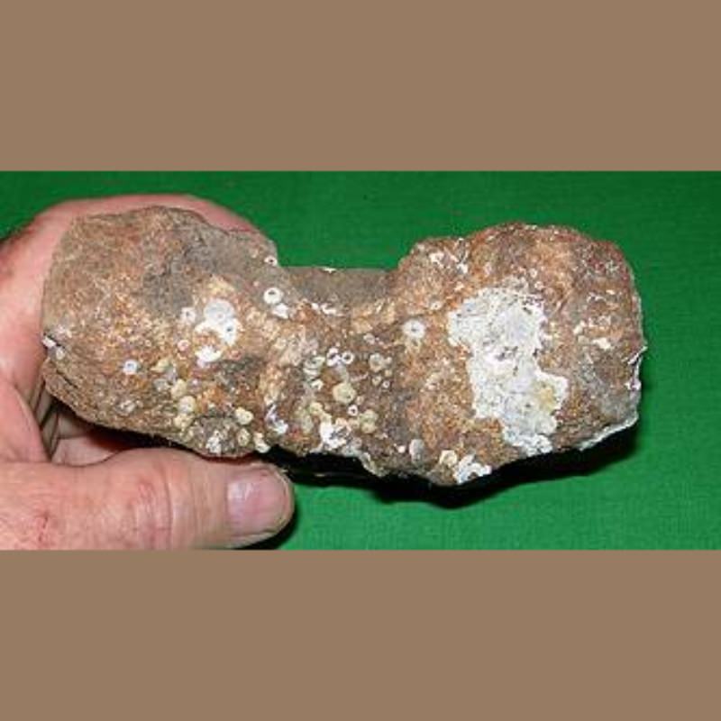 Dugong Vertebra Fossil | Fossils & Artifacts for Sale | Paleo Enterprises | Fossils & Artifacts for Sale