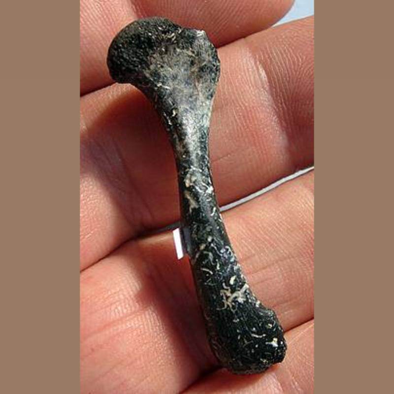 Pond Turtle Humerus Fossil | Fossils & Artifacts for Sale | Paleo Enterprises | Fossils & Artifacts for Sale