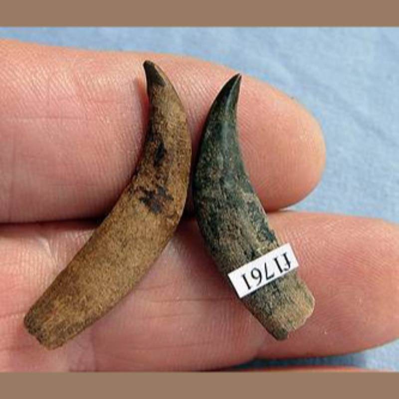 Opossum Canines Fossil | Fossils & Artifacts for Sale | Paleo Enterprises | Fossils & Artifacts for Sale